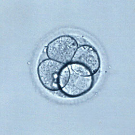 Оплодотворенная яйцеклетка