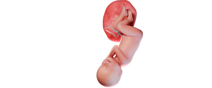 Эмбрион на 41 неделе