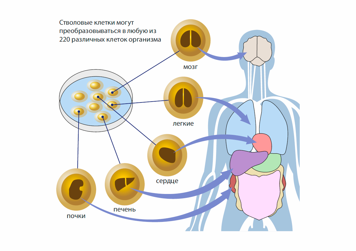 Инфографика стволовая клетка и ее деление