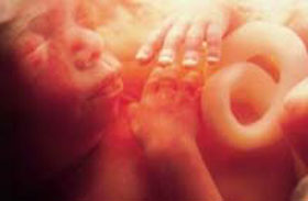 Эмбрион на 23 неделе беременности