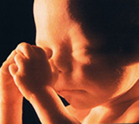 Эмбрион на 24 неделе