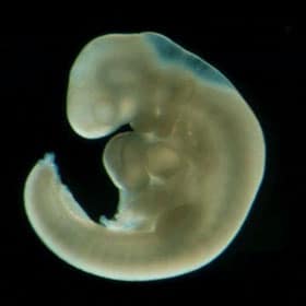 Эмбрион на 4 неделе