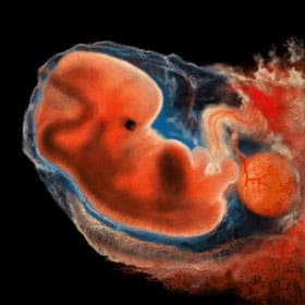 Эмбрион на 5 неделе
