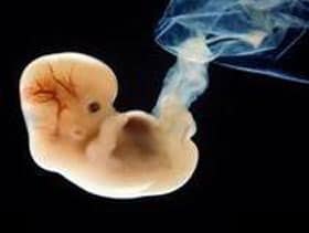 Эмбрион на 6 неделе