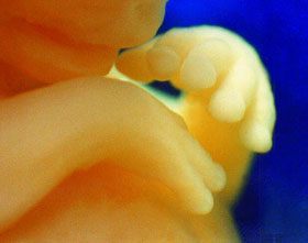 Эмбрион на 7 неделе